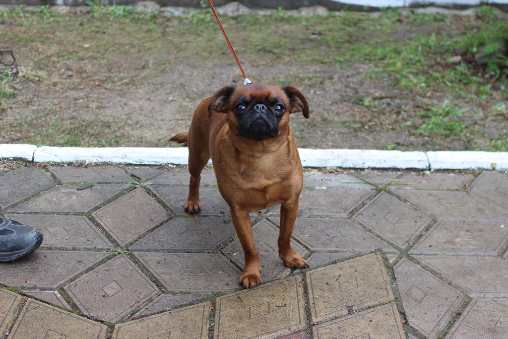 В Благовещенске прошла выставка собак: 10 фото клевых песиков - 2x2.su картинка 3