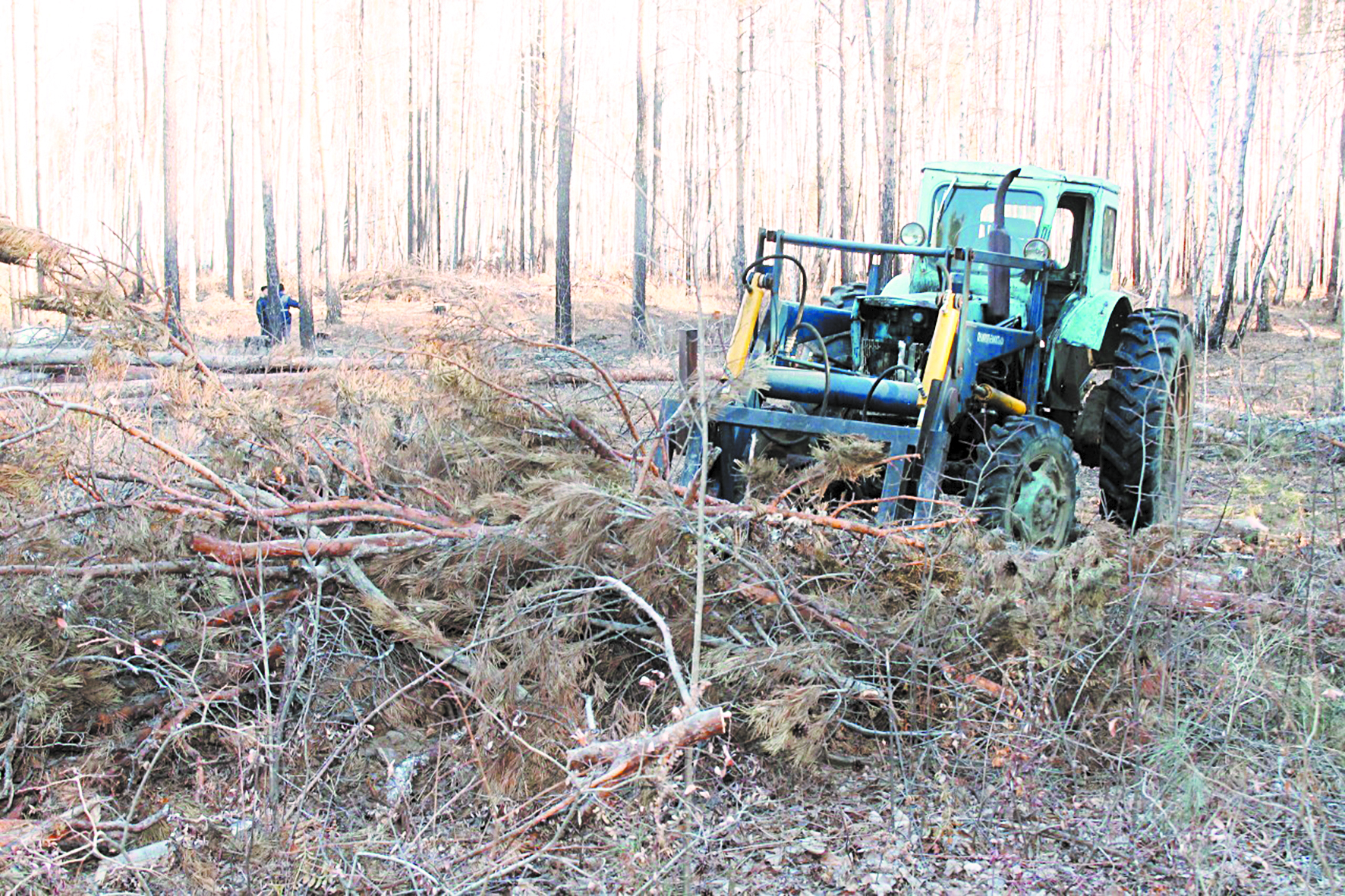 Жители Зейского района пытаются спасти свой лес