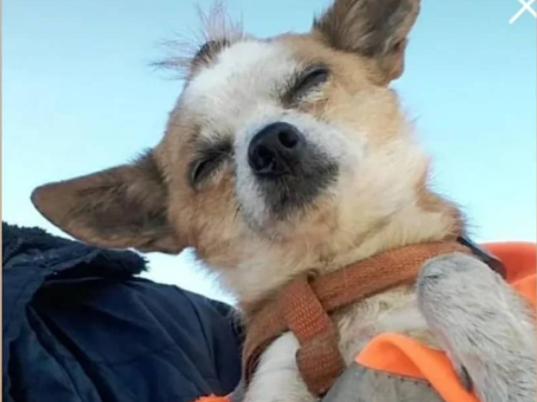 В Благовещенске волонтёры ищут маленькую слепую собаку с шишкой на голове - 2x2.su