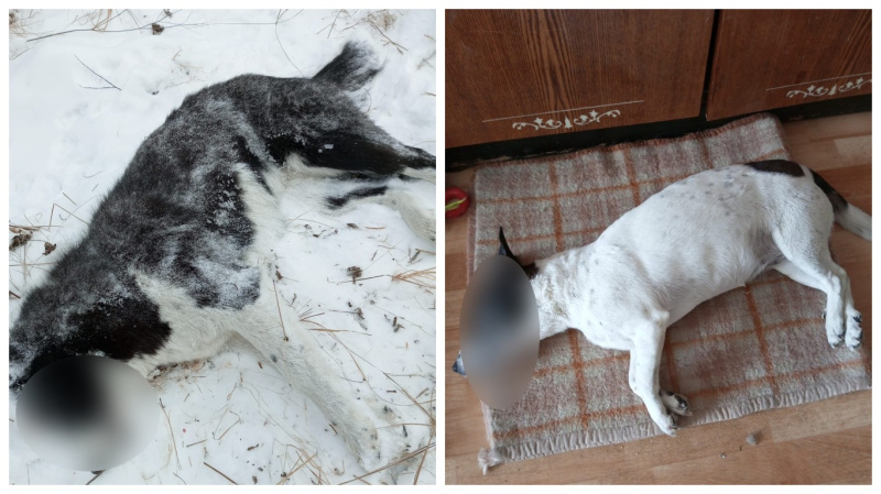 «Человек убит горем»: в посёлке Аэропорт травят домашних собак - 2x2.su