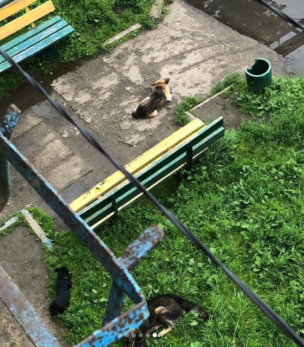 В Свободненском районе на людей бросаются бездомные собаки: ВИДЕО - 2x2.su