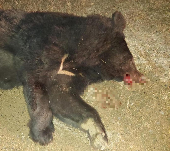 В Амурской области фура насмерть сбила краснокнижного гималайского медведя - 2x2.su
