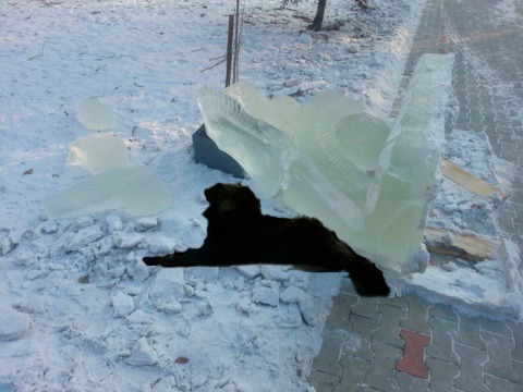 «С нами Черныш»: в Свободном появилась живая достопримечательность  - 2x2.su картинка 2