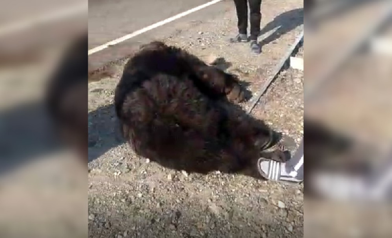 В Сеть попало видео с медведем, сбитым на трассе Сковородино - Невер 