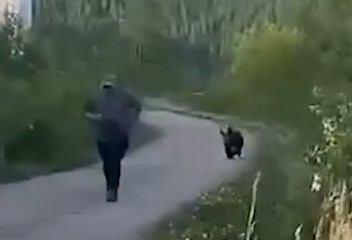 На границе Приамурья с Якутией медведь выпрашивает еду и гоняет по трассе людей
