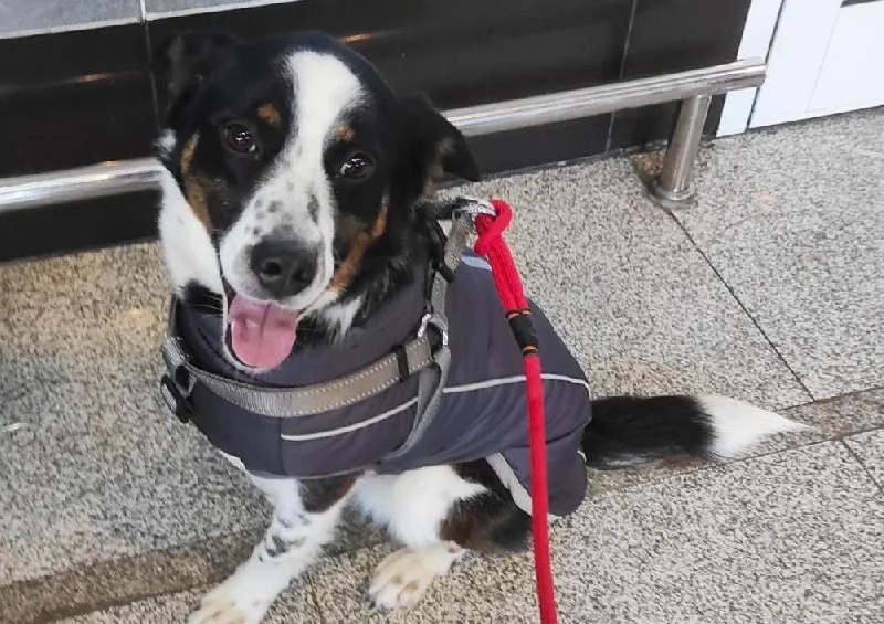 Бездомный пёс Маркус из Благовещенска нашёл себе новых хозяев в Австрии