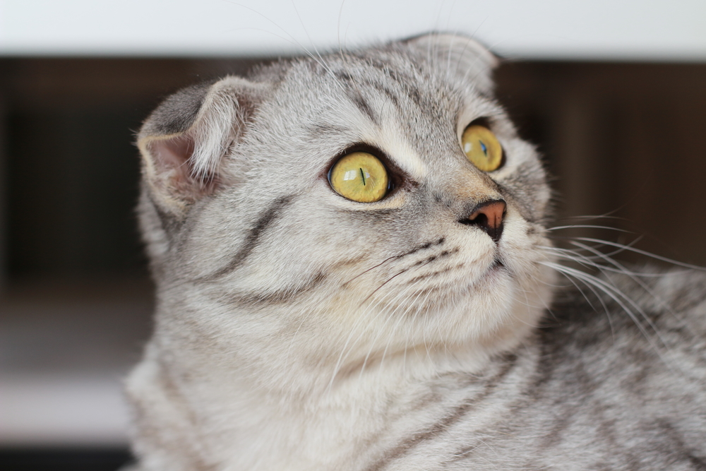 Гороскоп на 26 октября: Стрельцы готовы на все, а Овны заставляют творить глупости - 2x2.su