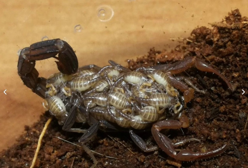 Скорпионы, белки, тараканы и лягушки: каких животных можно купить в Благовещенске - 2x2.su