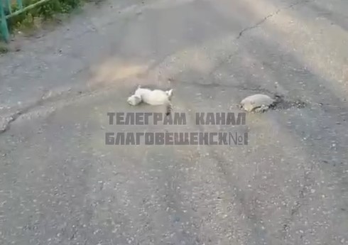 котят выкинули с балкона