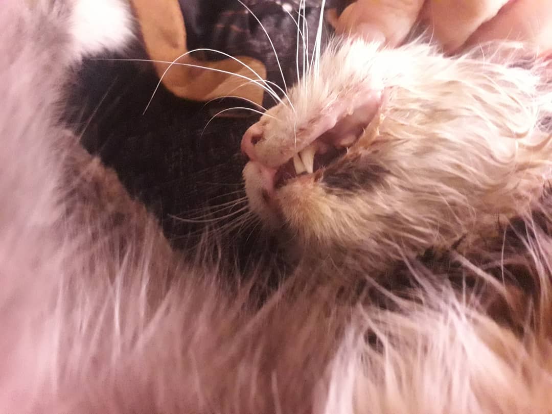 В Райчихинске пенсионерка выбила зубы чужому коту