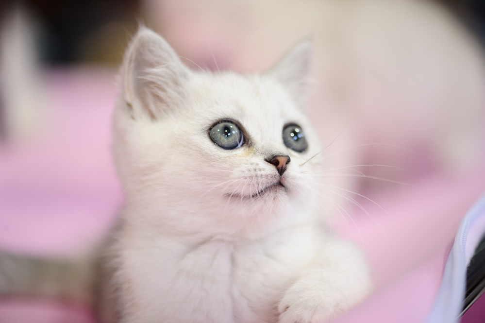 Гороскоп на 26 сентября: Скорпионов попытаются унизить, а Дев ждут исключения - 2x2.su