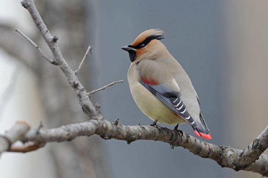 Какие редкие птицы обитают в Амурской области?