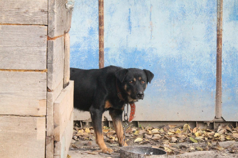 В Приамурье хотят ввести штрафы за самовыгул собак и отказ владельцев убирать за питомцами