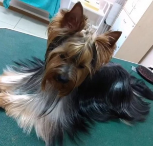 Где в Благовещенске дрессировать своего питомца? - 2x2.su картинка 6