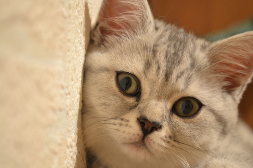 Гороскоп на 21 мая: у Тельцов хаос, а Львы хотят любовных приключений - 2x2.su