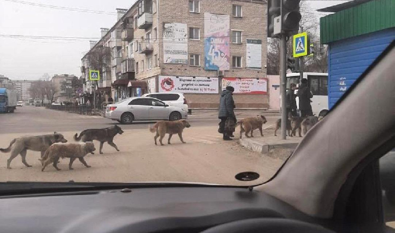 Стая бездомных собак в центре Свободного пугает жителей города - 2x2.su