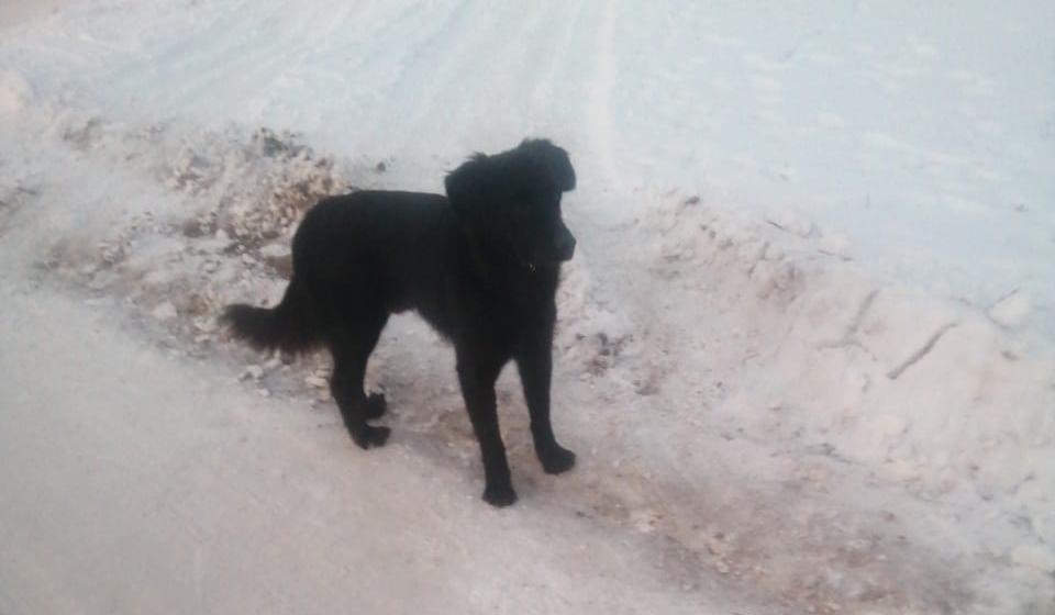 В Сергеевке бьют тревогу из-за десятков животных, брошенных хозяевами после переезда - 2x2.su картинка 3