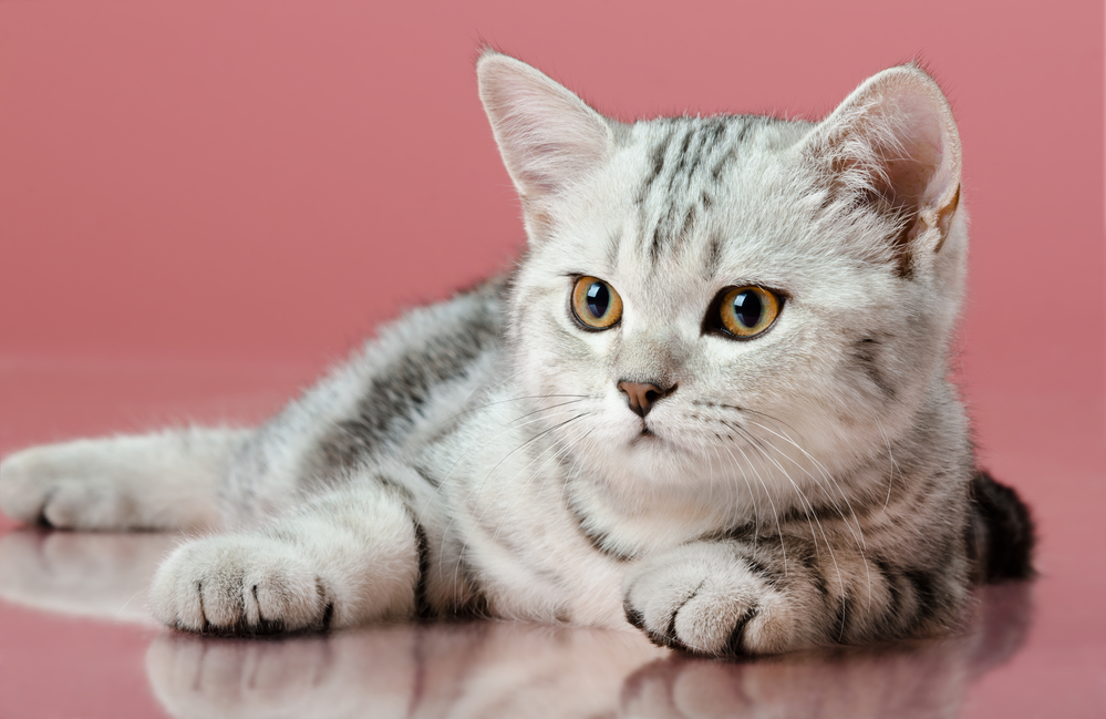 Гороскоп на 21 ноября: Овны знают, где лежит счастье, а Близнецов покусал перфекционист - 2x2.su