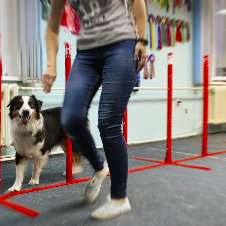 Груминг, магазины, дрессировка: где найти всё для вашего питомца? - 2x2.su картинка 10