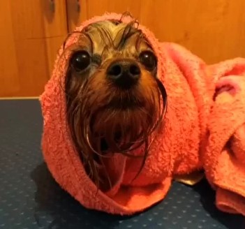 Где в Благовещенске дрессировать своего питомца? - 2x2.su картинка 3