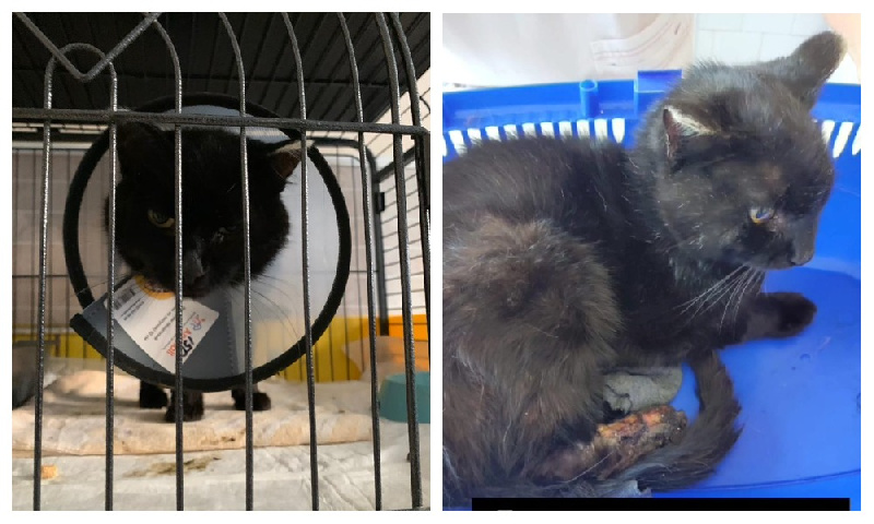 Спасти Дарка: амурские волонтёры ищут дом коту, перенёсшему ампутацию лапы 