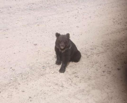 «Может закончиться плачевно»: на амурской трассе медвежонок выпрашивает у водителей еду - 2x2.su