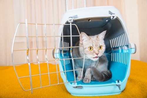 Гороскоп на 21 апреля: Рыб лишают свободы, а Овны заняты чужими делами - 2x2.su