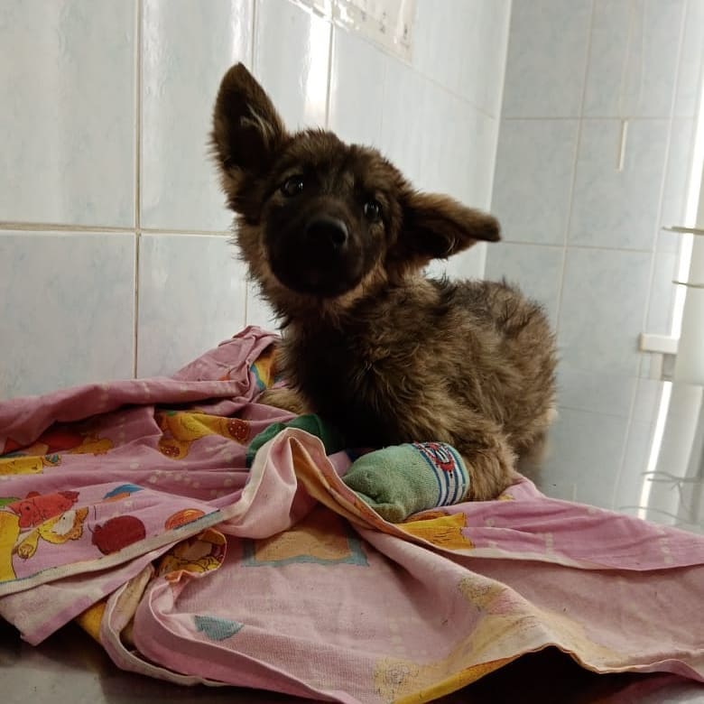 В Свободном в вагоне поезда нашли щенка с раздавленными лапами - 2x2.su картинка 3