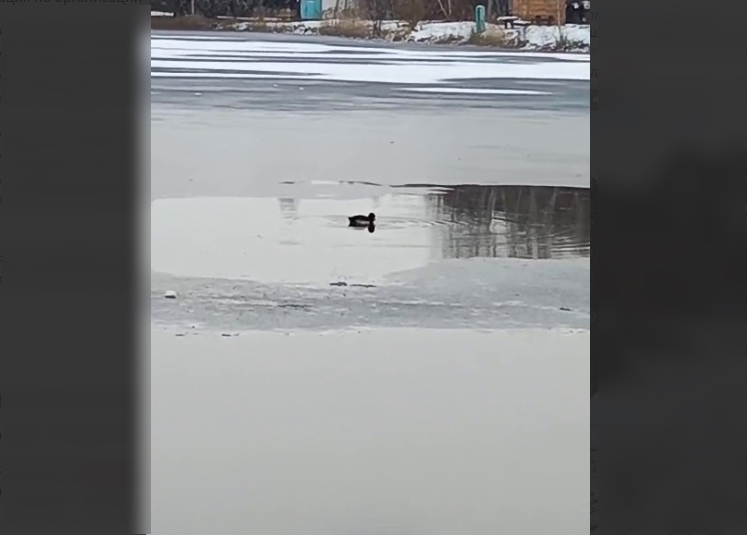 «Прибилась летом, так и живет»: на «Мухинке» ждут помощи для застрявшей на озере утки
