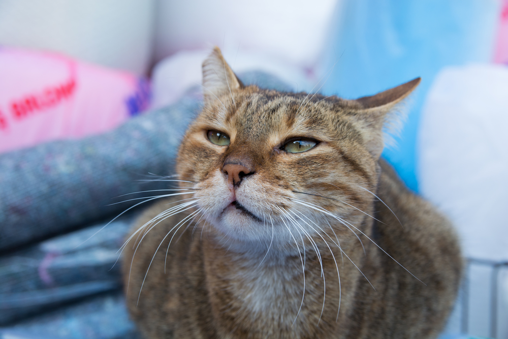 Гороскоп на 26 декабря: у Раков день похож на зефир, а Стрельцы пылают - 2x2.su