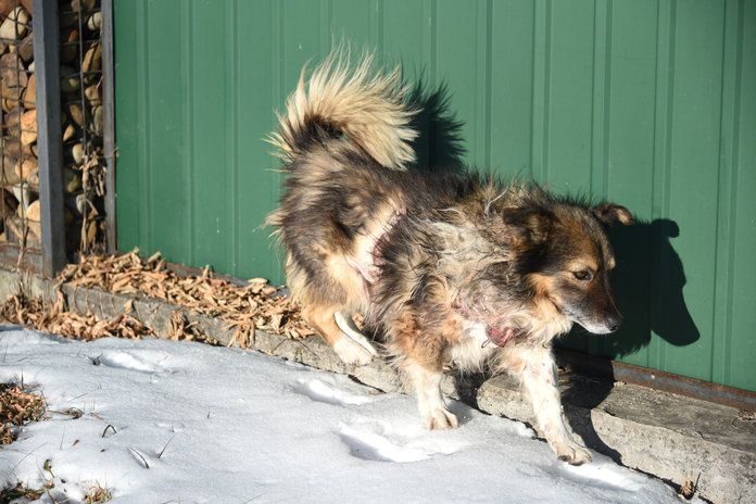 «Шея ободрана до крови»: на окраине Свободного на домашних собак нападает неизвестный зверь - 2x2.su картинка 4