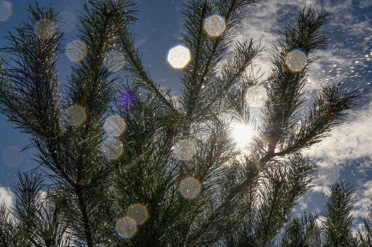 В аэропорту Благовещенска высадят около 200 деревьев - 2x2.su картинка 4