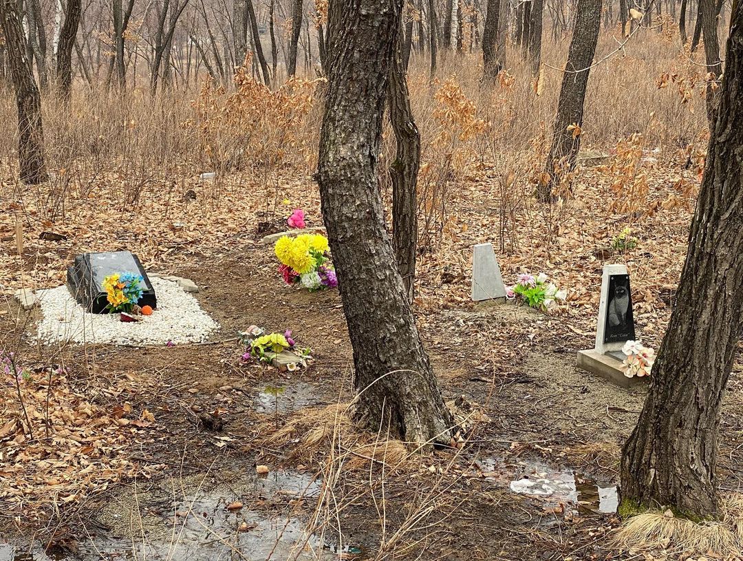 Благовещенский блогер обнаружил в лесу кладбище домашних животных