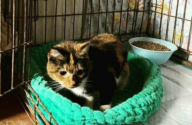 В Приамурье зоозащитники запустили акцию с новогодними подарками для животных из приюта - 2x2.su