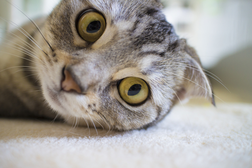 Гороскоп на 12 апреля: Скорпионам не хватает страсти, а Девы треплют нервы - 2x2.su