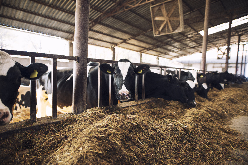 Амурские фермеры могут увеличить поголовье скота и закупить оборудование за счёт грантовой поддержки государства