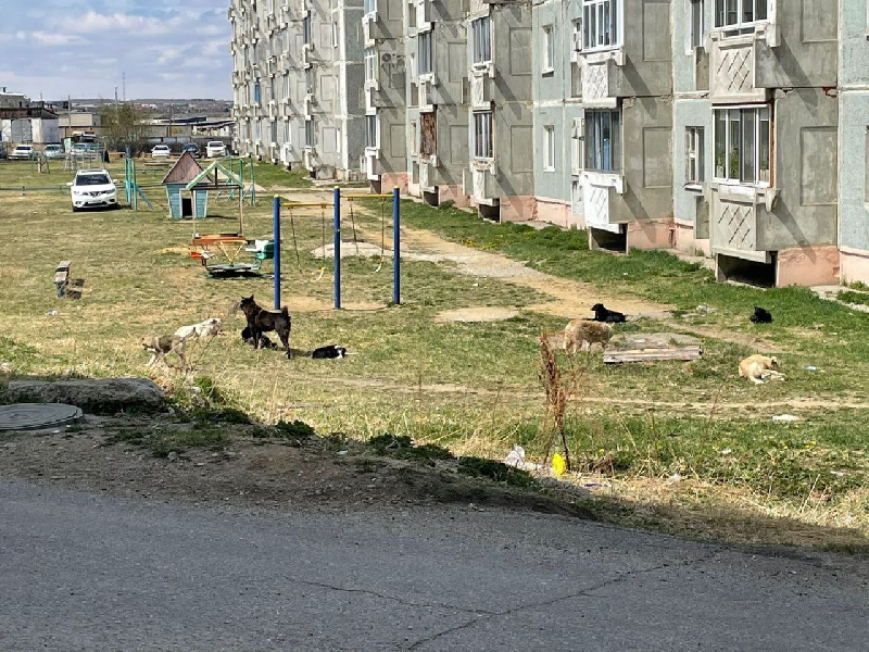 Жителей Шимановска пугают стаи бездомных собак, в Свободном отловили 2 животных
