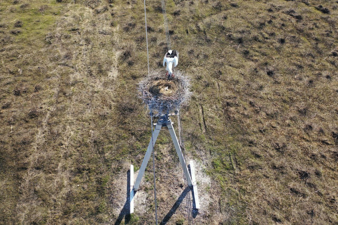 У дальневосточных аистов в Амурской области начали появляться птенцы - 2x2.su картинка 3
