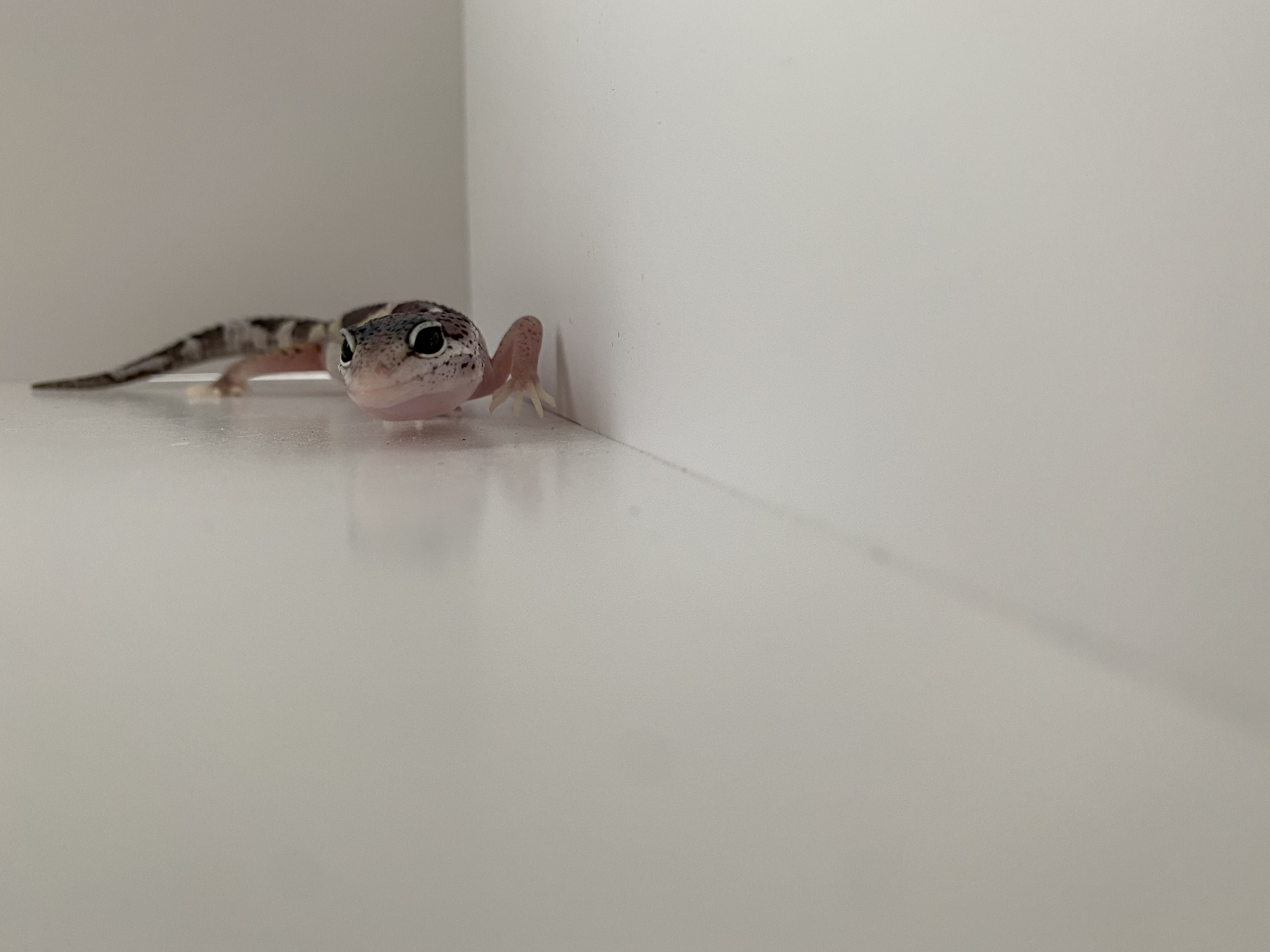 Страсть из детства: благовещенец разводит в квартире рептилий и продаёт их всем желающим