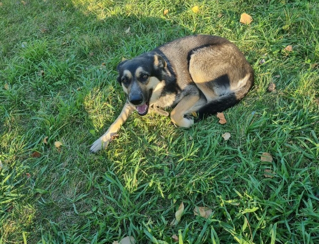 Благовещенский «Хатико» все еще ищет хозяина - 2x2.su