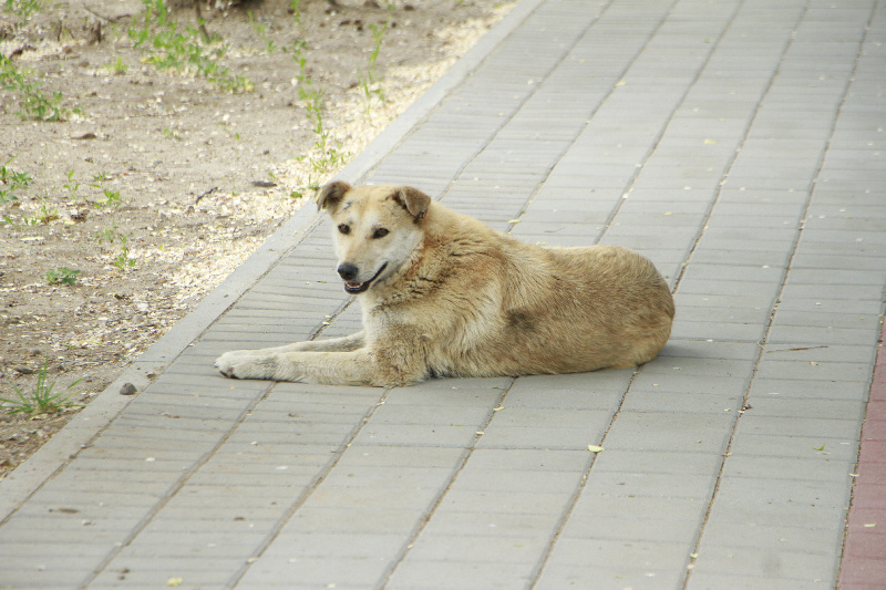 В Сковородинском районе администрация заплатит по 15 тысяч рублей детям, пострадавшим от укусов собак
