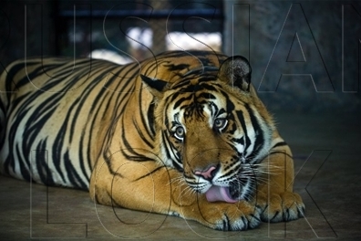 «Президентская» тигрица Илона в Хинганском заповеднике «съела» фотокамеру - 2x2.su
